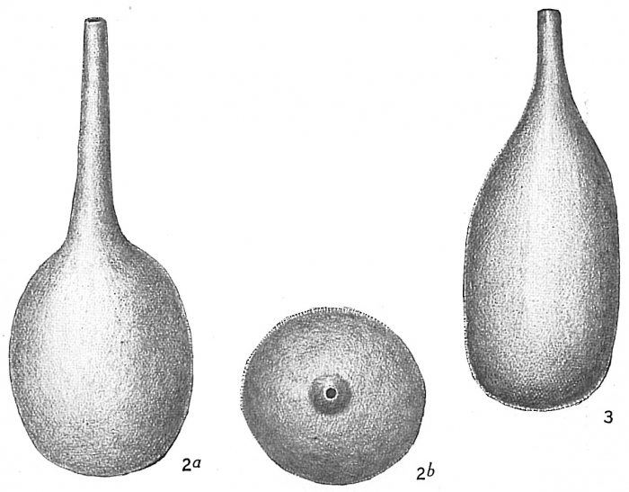 Lagena hispidula Lagena hispidula