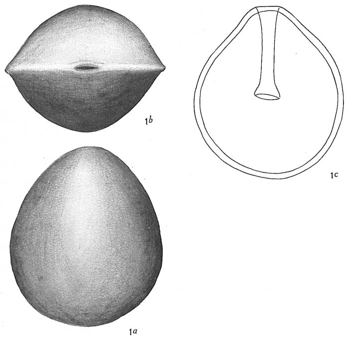 Lagena laevigata