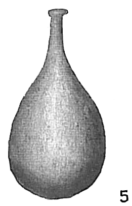 Lagena laevis Lagena laevis