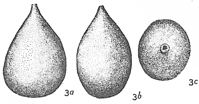 Lagena laevis Lagena laevis