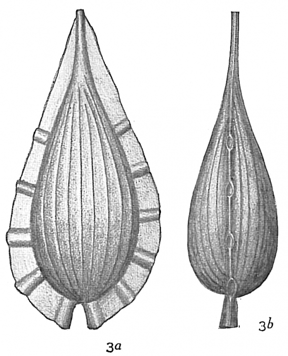 Lagena lagenoides var. tenuistriata