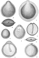 Chromista - Foraminifera (foraminifers)