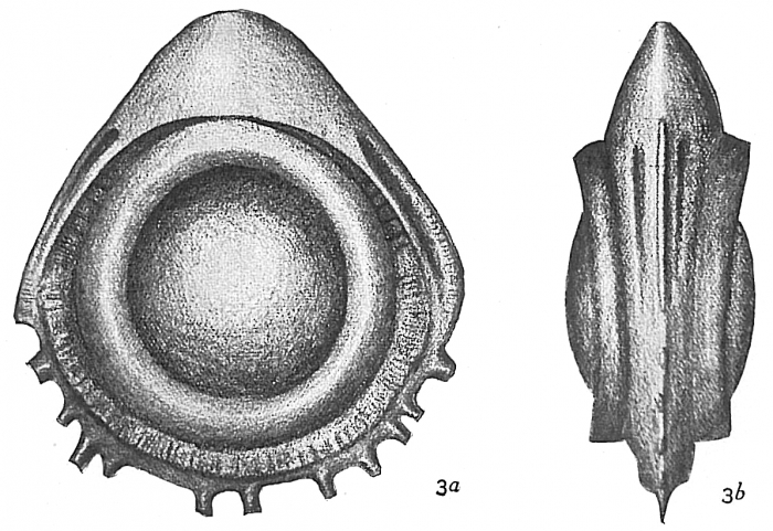 Lagena orbignyana coronata