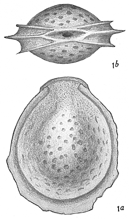 Lagena orbignyana var. lacunata