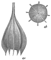 Chromista - Foraminifera (foraminifers)