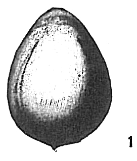 Lagena quadricostulata Lagena quadricostulata