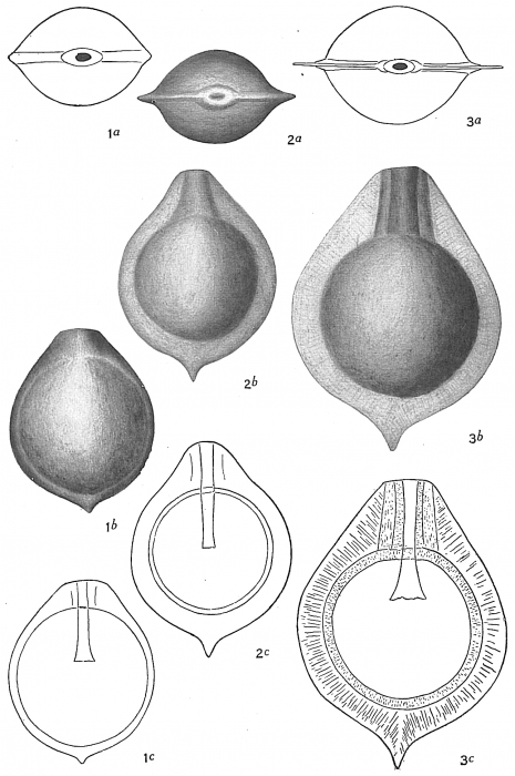 Lagena sacculus