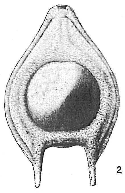 Lagena seminiformis Lagena seminiformis