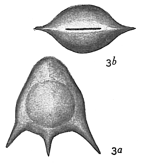 Lagena staphyllearia Lagena staphyllearia