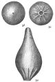 Chromista - Foraminifera (foraminifers)