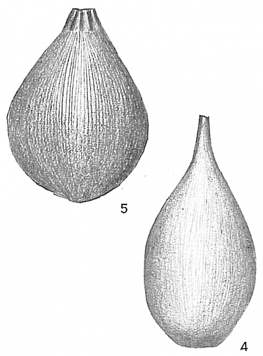 Lagena striata Lagena striata