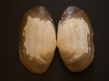 Mollusca (molluscs)