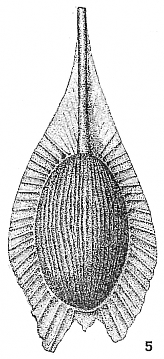 Lagena sublagenoides striatula