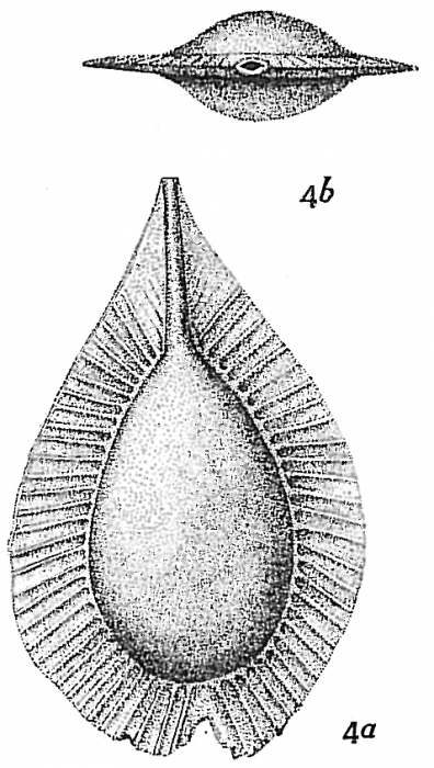 Lagena sublagenoides Lagena sublagenoides