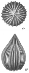 Chromista - Foraminifera (foraminifers)