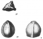 Chromista - Foraminifera (foraminifers)