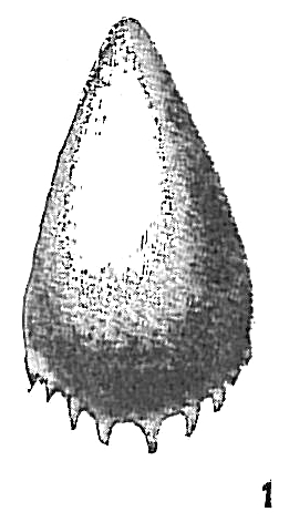 Lagena unguiculata Lagena unguiculata