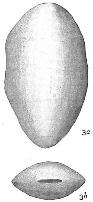 Lingulina carinata