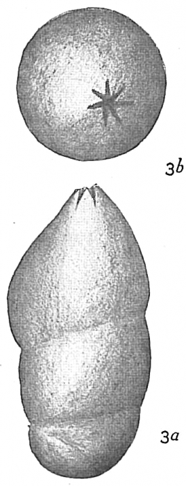 Marginulina glabra