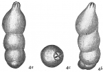 Chromista - Foraminifera (foraminifers)