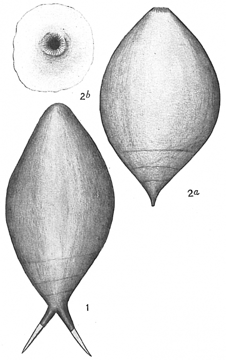 Nodosaria (Glandulina) laevigata Nodosaria (Glandulina) laevigata