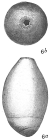 Nodosaria (Glandulina) rotundata