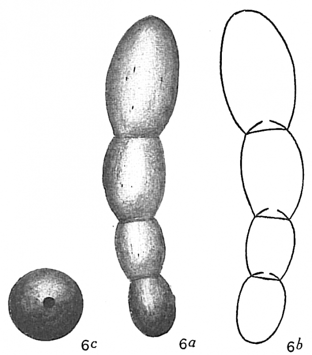 Nodosaria calomorpha Nodosaria calomorpha