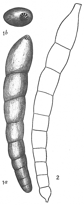Nodosaria communis Nodosaria communis