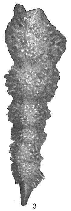 Nodosaria hirsuta Nodosaria hirsuta