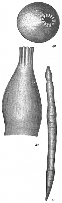 Nodosaria japonica Nodosaria japonica