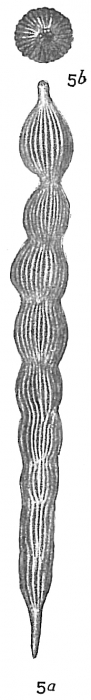 Nodosaria obliqua