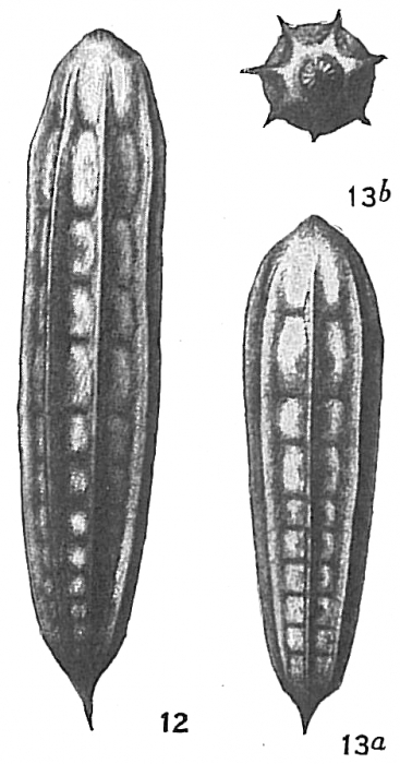 Nodosaria raphanus