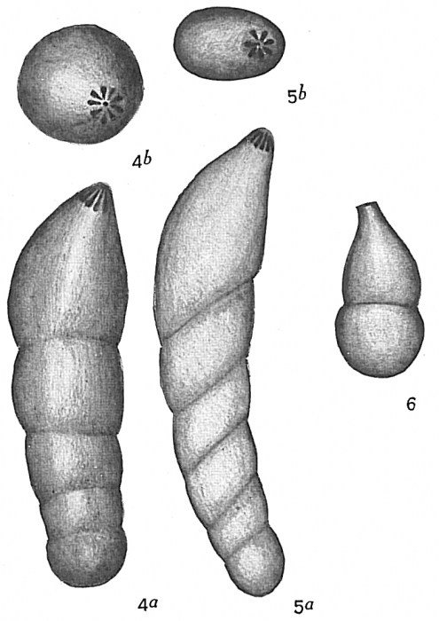 Nodosaria roemeri Nodosaria roemeri
