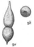 Chromista - Foraminifera (foraminifers)