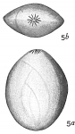 Chromista - Foraminifera (foraminifers)