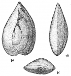 Chromista - Foraminifera (foraminifers)