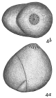 Polymorphina gibba