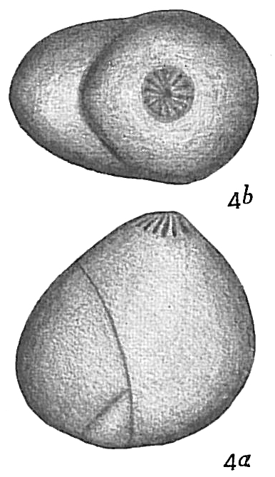 Polymorphina gibba Polymorphina gibba