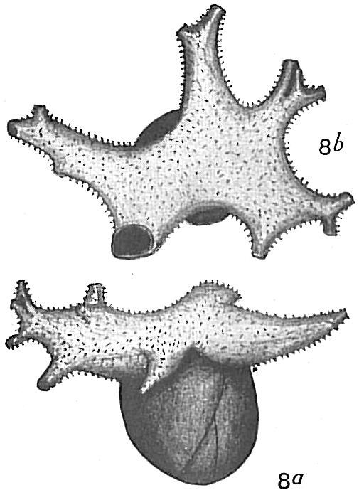 Polymorphina lactea diffusa Polymorphina lactea diffusa