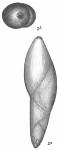 Polymorphina lanceolata
