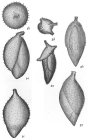 Polymorphina longicollis