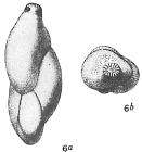 Polymorphina oblonga