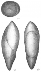 Chromista - Foraminifera (foraminifers)