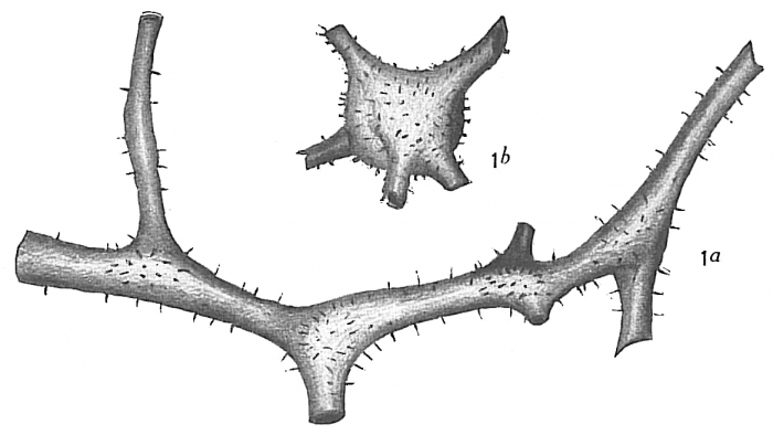 Ramulina globulifera Ramulina globulifera