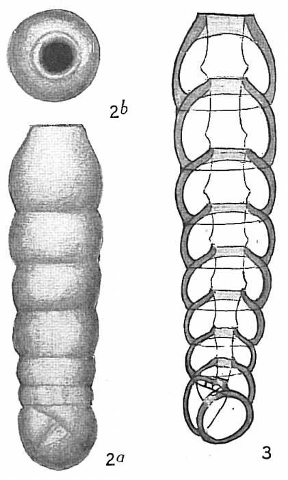 Siphogenerina columellaris Siphogenerina columellaris