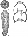 Siphogenerina dimorpha