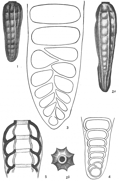Siphogenerina raphanus Siphogenerina raphanus