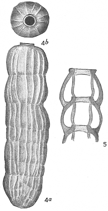 Siphogenerina striata sensu Cushman (1913) = S. striata curta Cushman, 1926