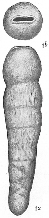 Siphogenerina striatula Siphogenerina striatula