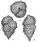 Chromista - Foraminifera (foraminifers)